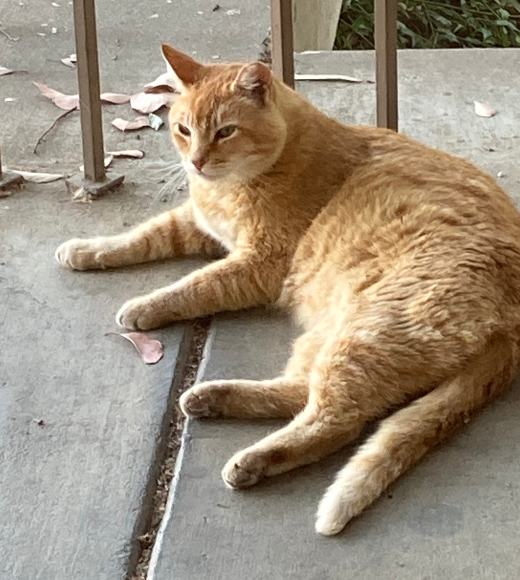 Dr. Cheeto Cat
